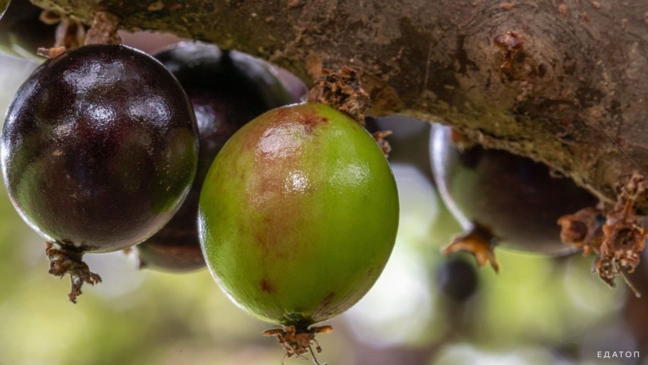 Жаботикаба вкус плодов