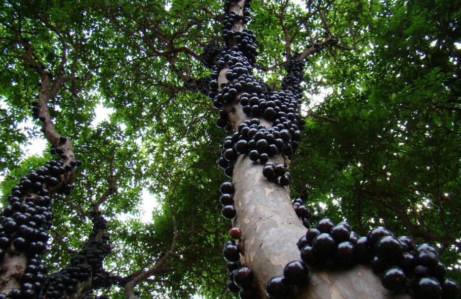 Жаботикаба на земле возле дерева