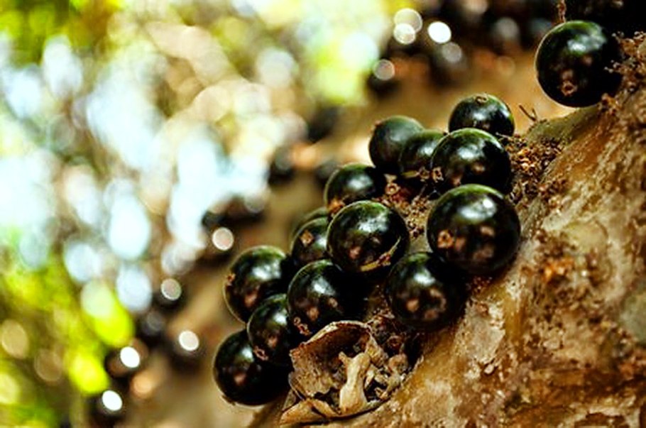 Листья Жаботикаба