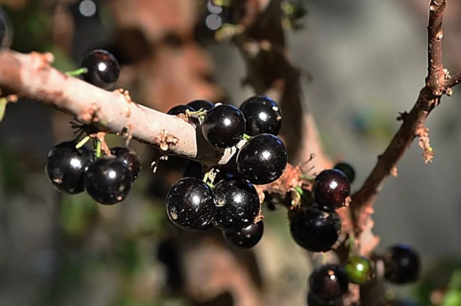 Виноградного дерева Жаботикаба