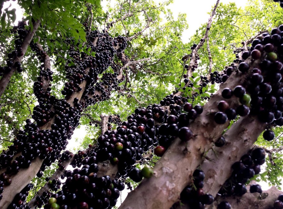 Дерево джаботикаба