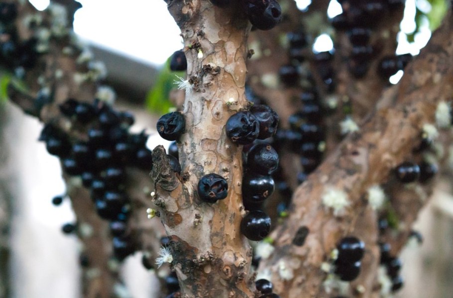 Дерево джаботикаба