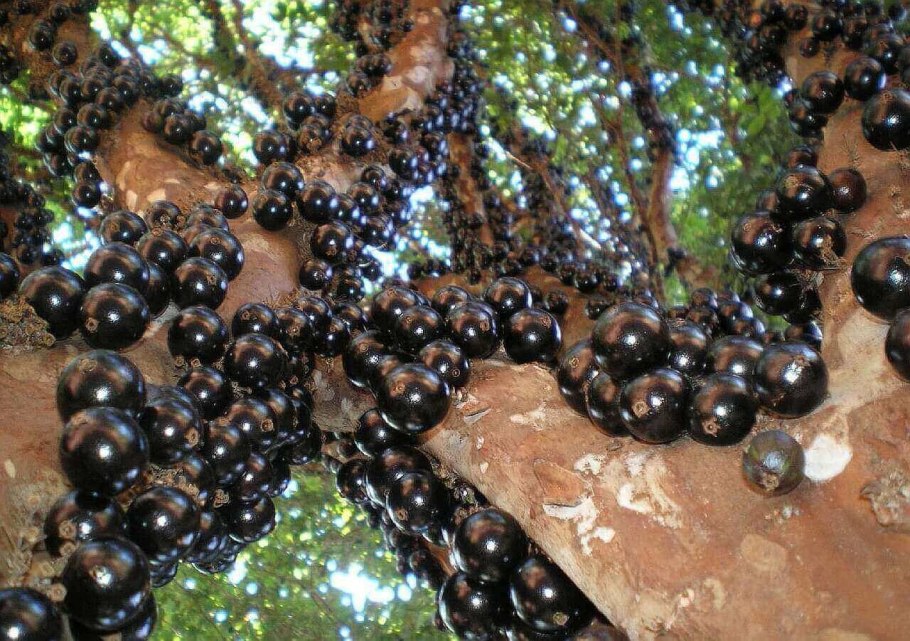 Гибридная Плиния джаботикаба