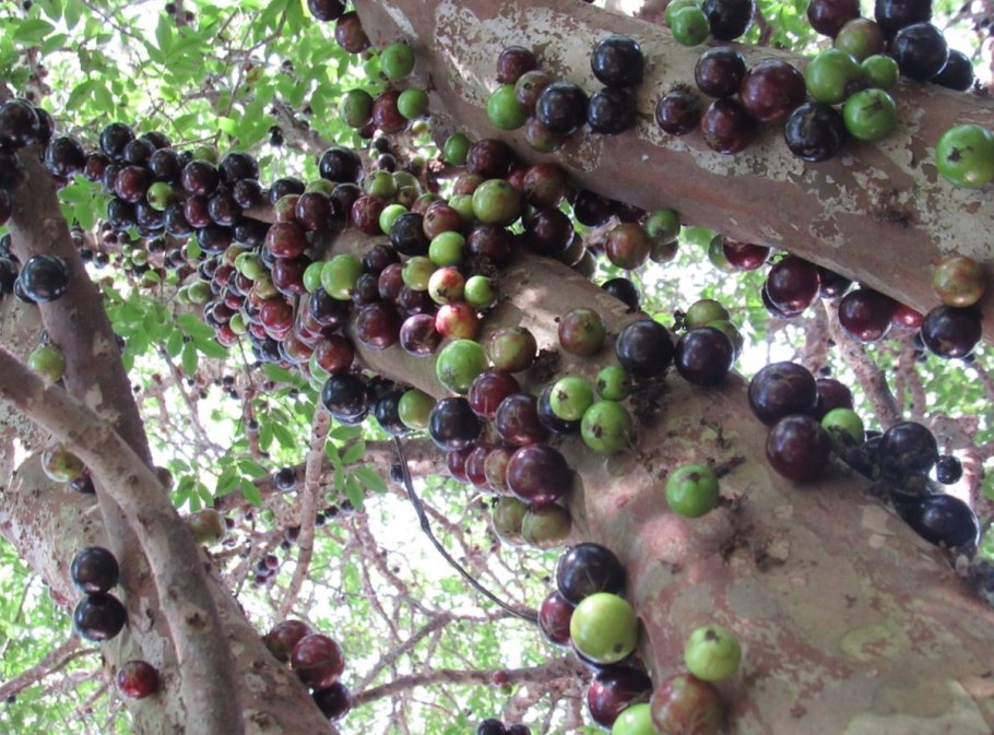 Виноградное дерево джаботикаба