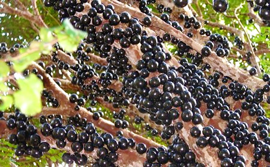 Джаботикаба фрукт джаботикаба