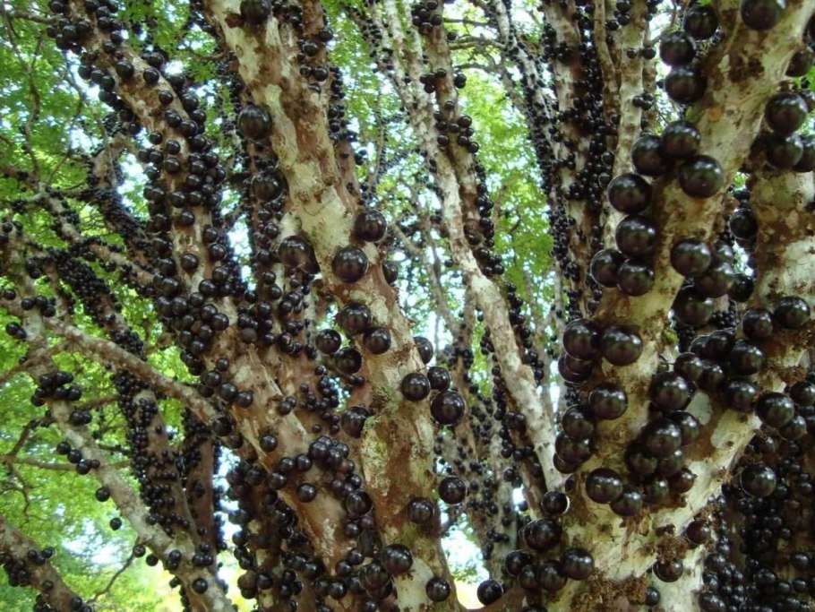Джаботикаба бразильское виноградное дерево