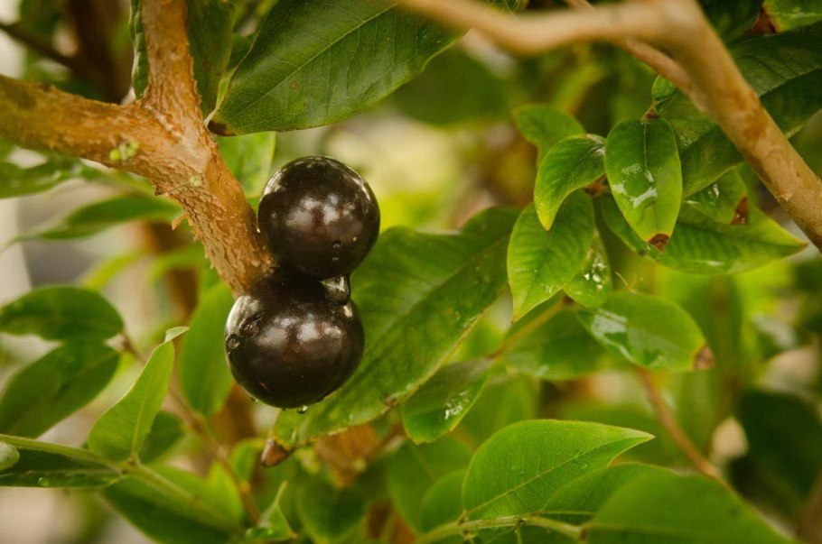 Гибридная Плиния джаботикаба