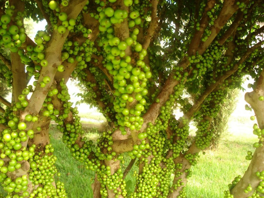 Виноградное дерево джаботикаба