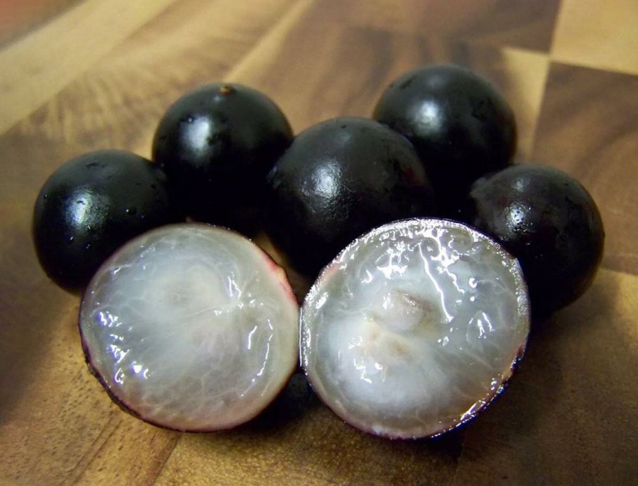 Дерево Жаботикаба