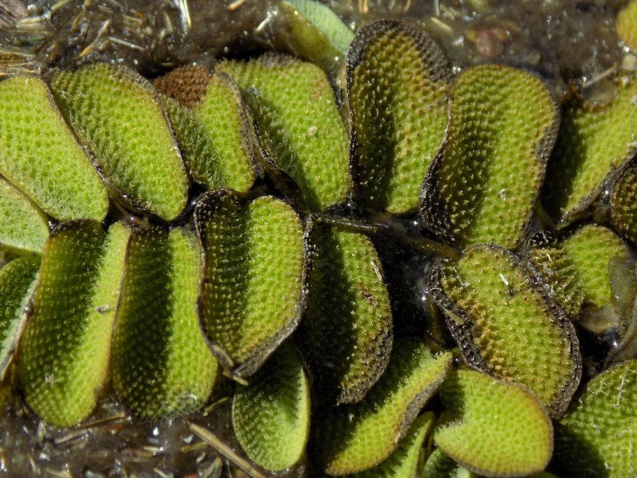 Эффект сальвинии