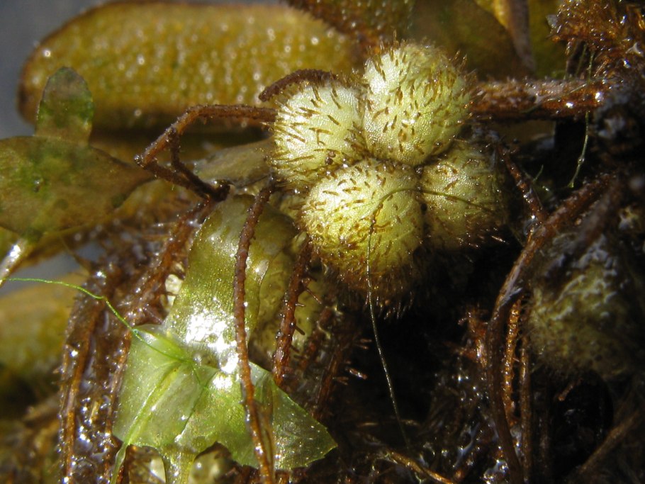 Сальвиния плавающая сорусы