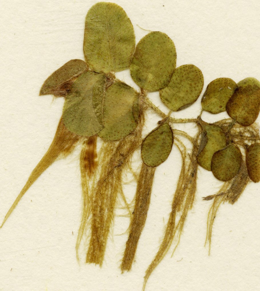 Сальвиния ушастая