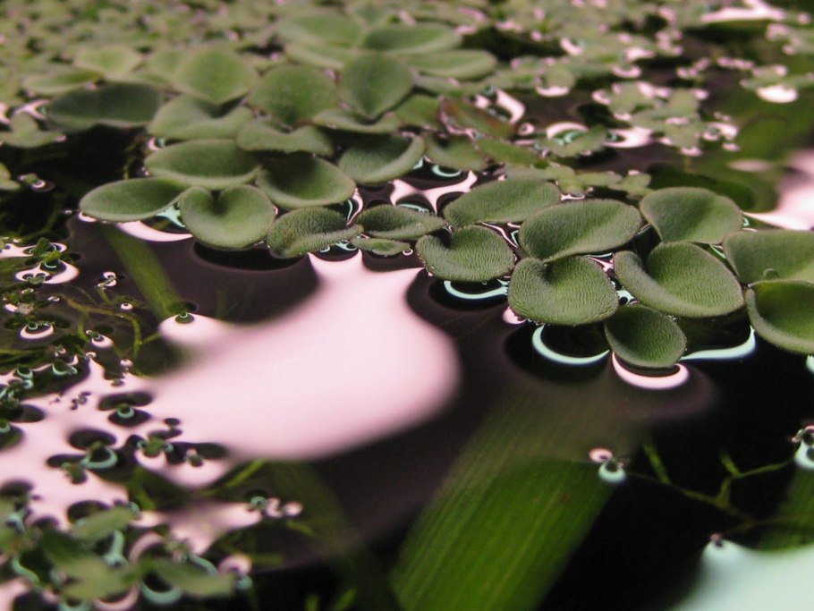 Папоротник Сальвиния ушастая