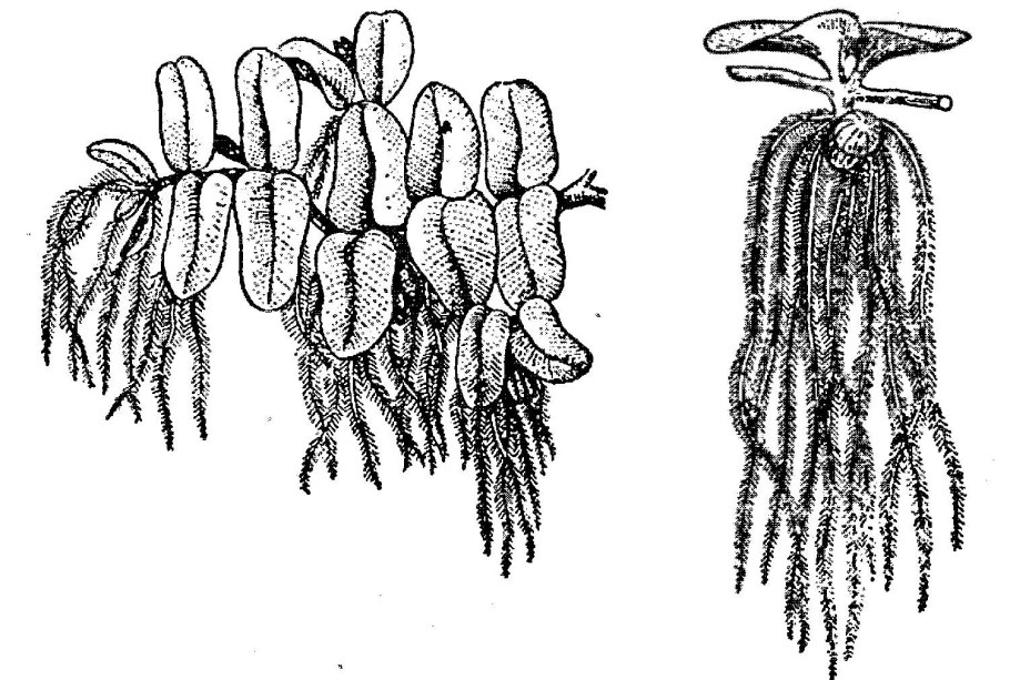 Папоротник Сальвиния ушастая