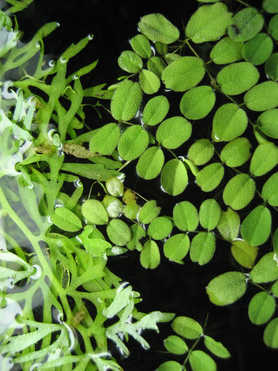 Папоротник Сальвиния плавающая