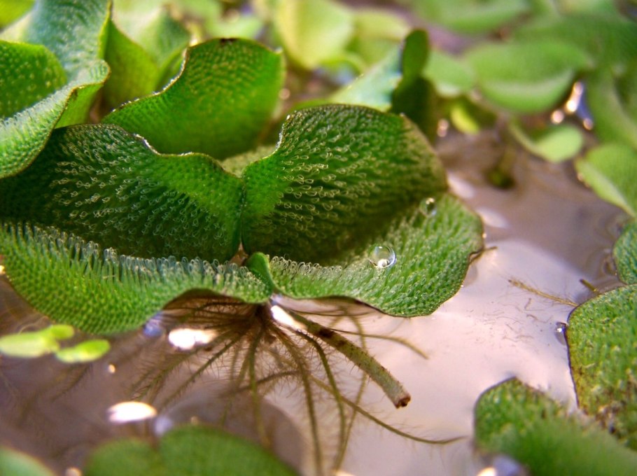 Salvinia oblongifolia