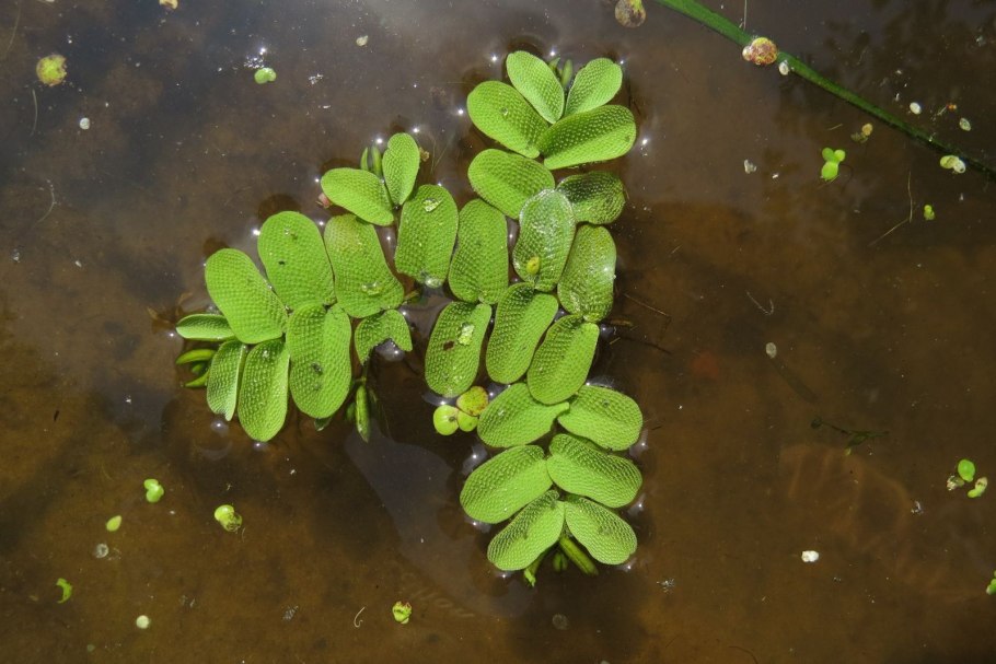 Salvinia cucullata