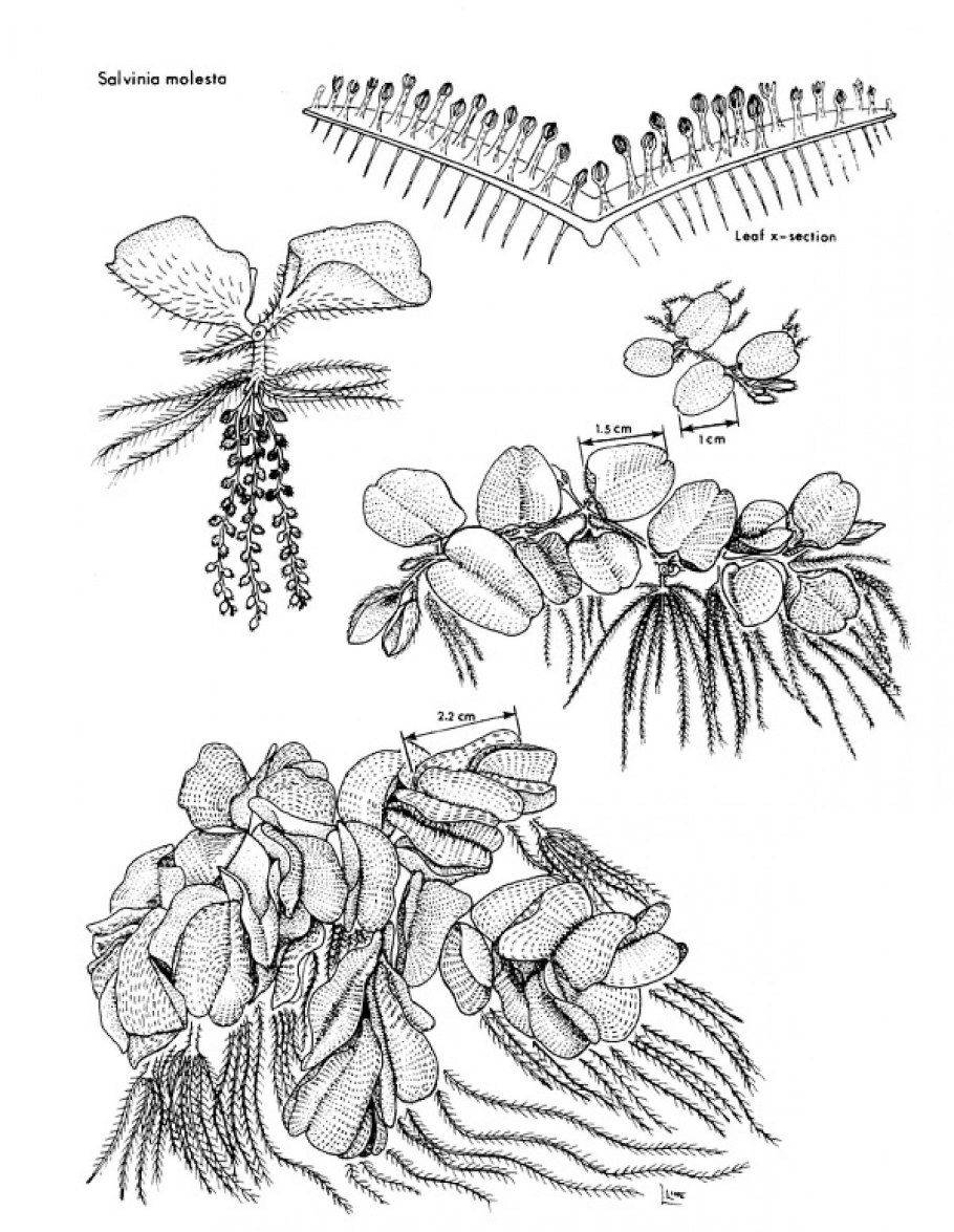Папоротник Сальвиния