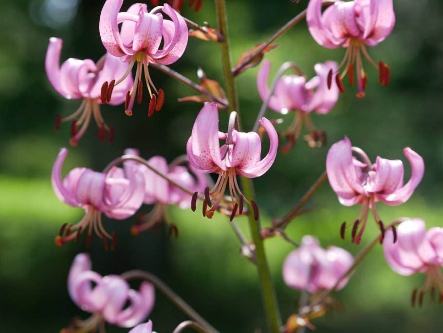 Lilium martagon — Лилия саранка