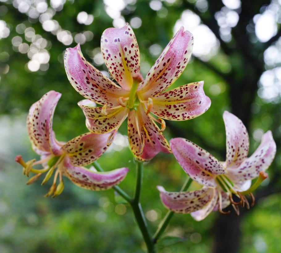 Lilium martagon — Лилия саранка