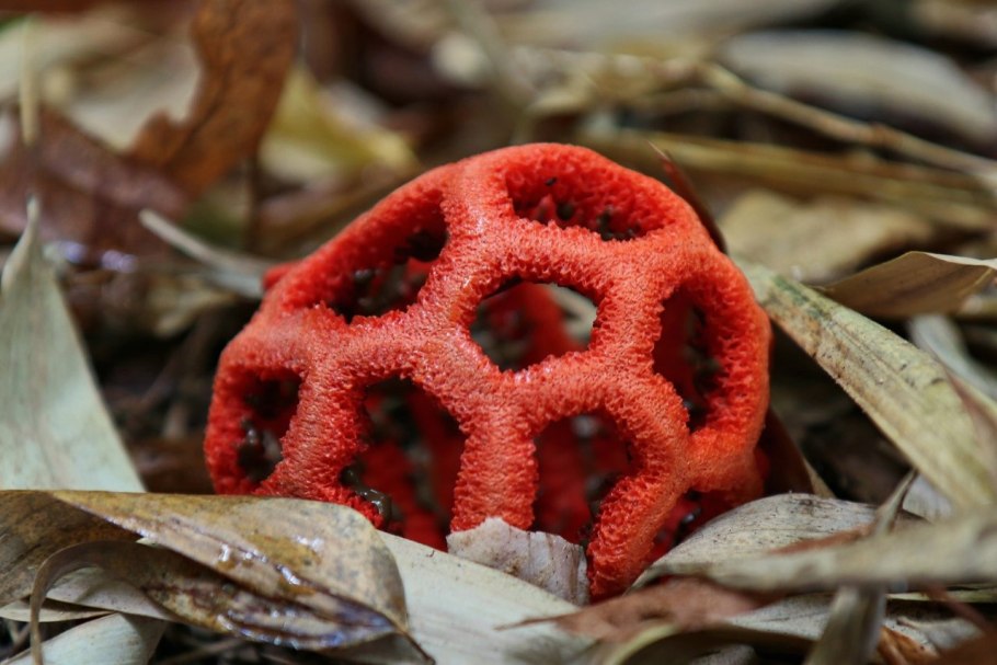Решёточник красный (Clathrus ruber)