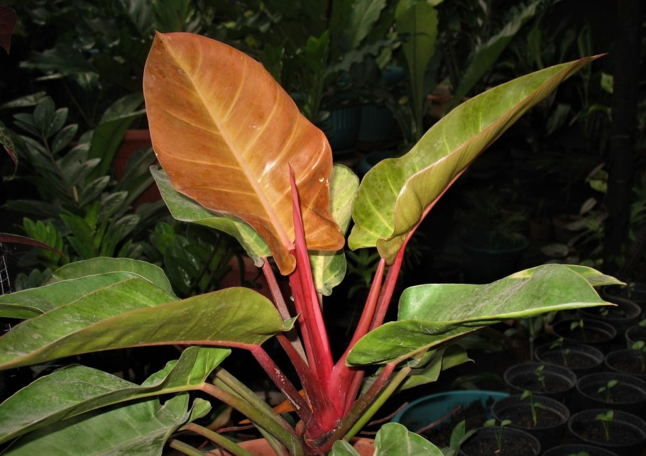 Филодендрон Кобра