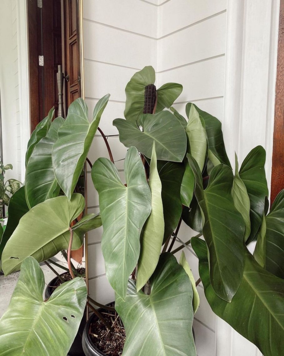 Филодендрон стоповидный