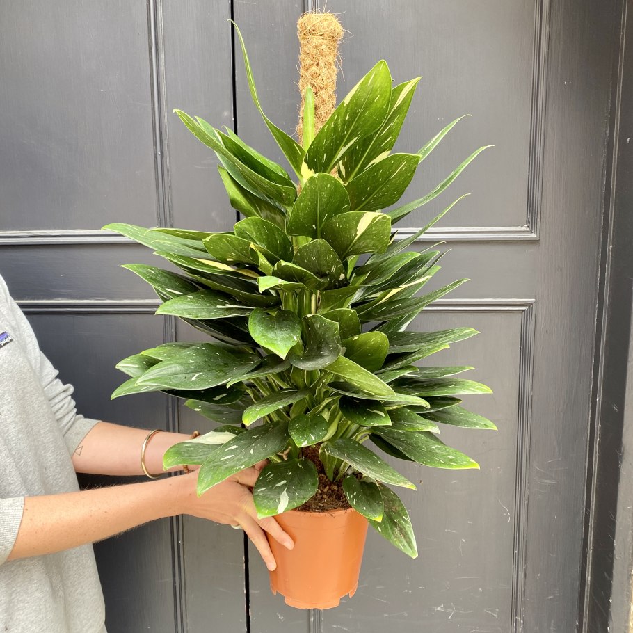 Филодендрон Кобра белая