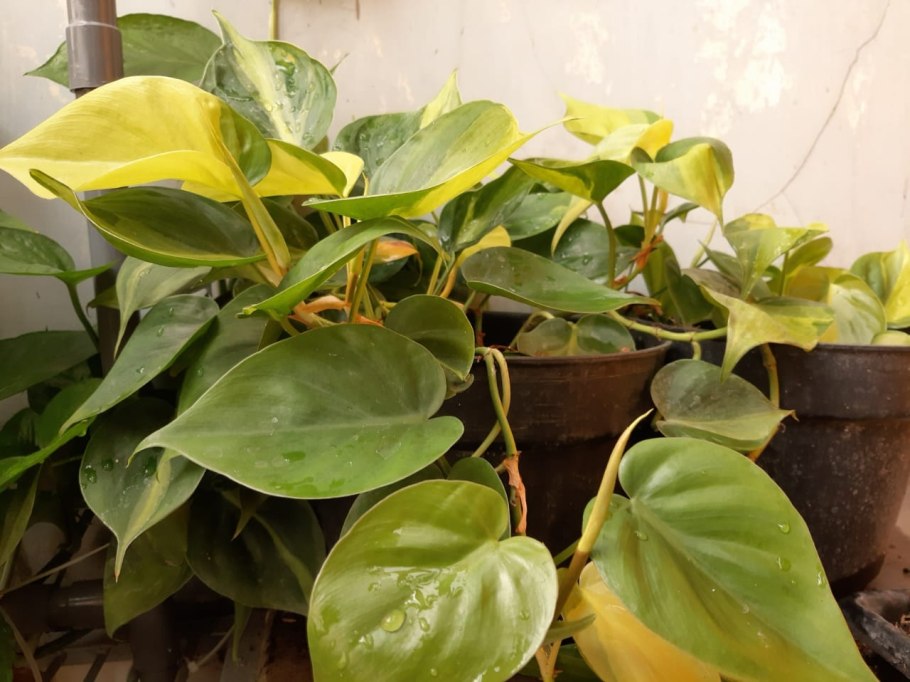 Филодендрон Сильвер Сворд