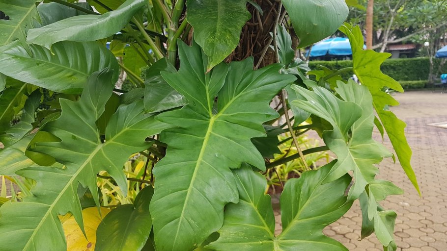 Филодендрон Билли мраморный