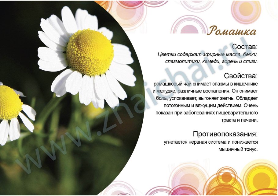 Рассказать о ромашке