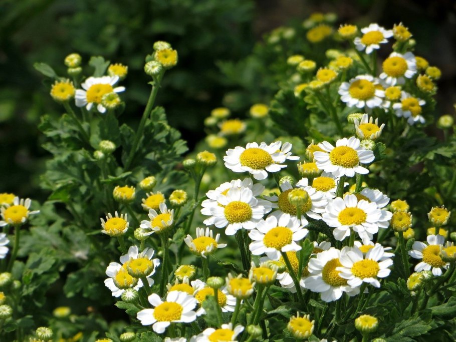 Матрикария хризантема ромашковидная