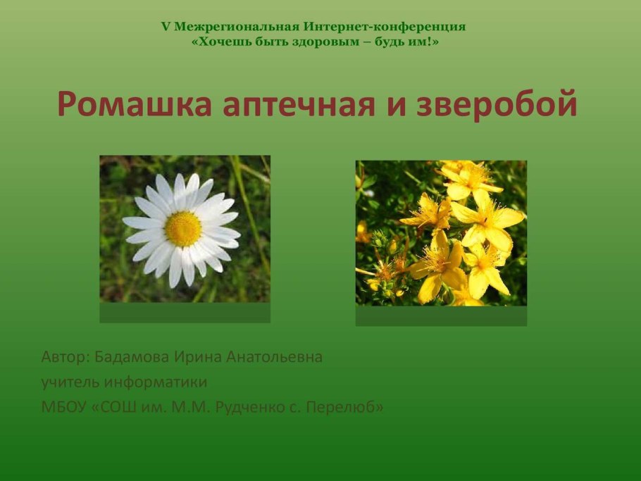 Ромашка лекарственная характеристика