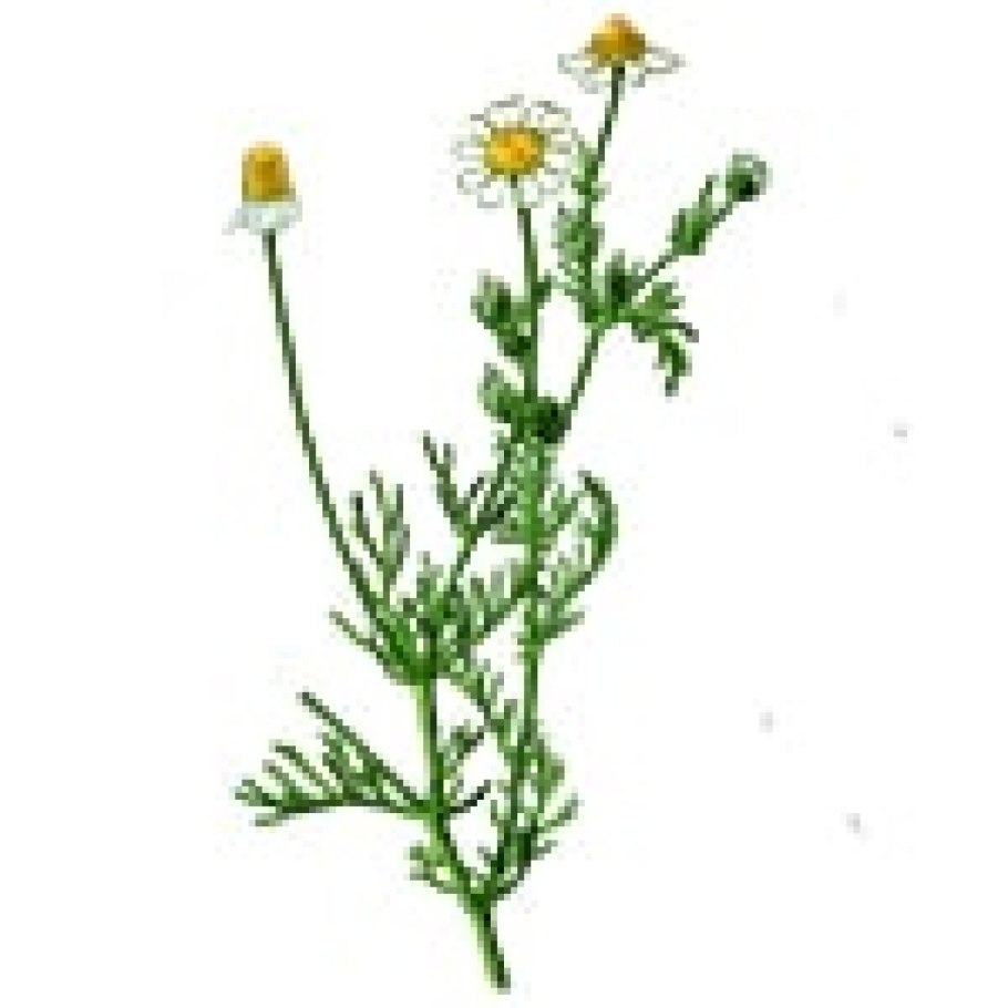 Chamomilla (Хамомилла) Ромашка аптечная