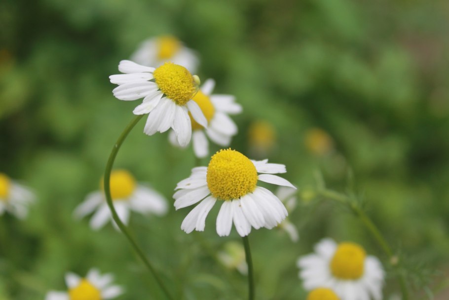 Ромашки аптечной цветки ГФ 14