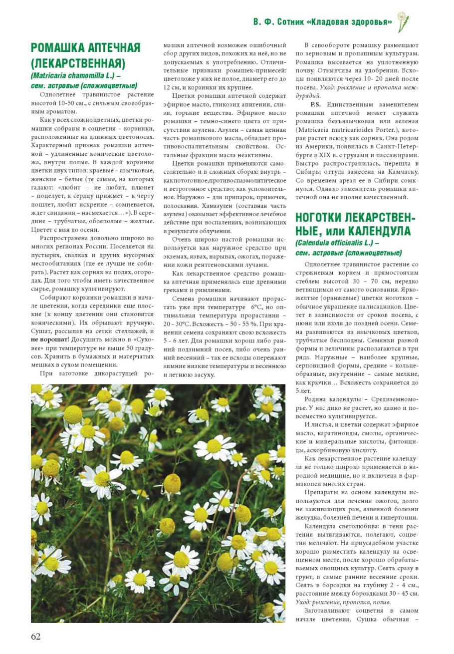 Ромашка (Anthemis Nobilis)