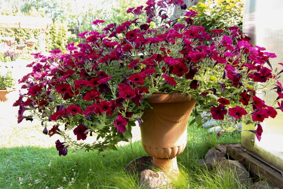 Petunia violacea