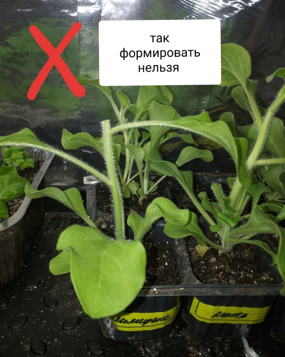 Прищипка рассады петунии