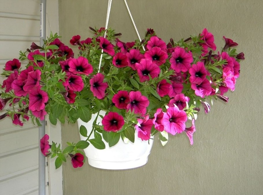 Petunia violacea