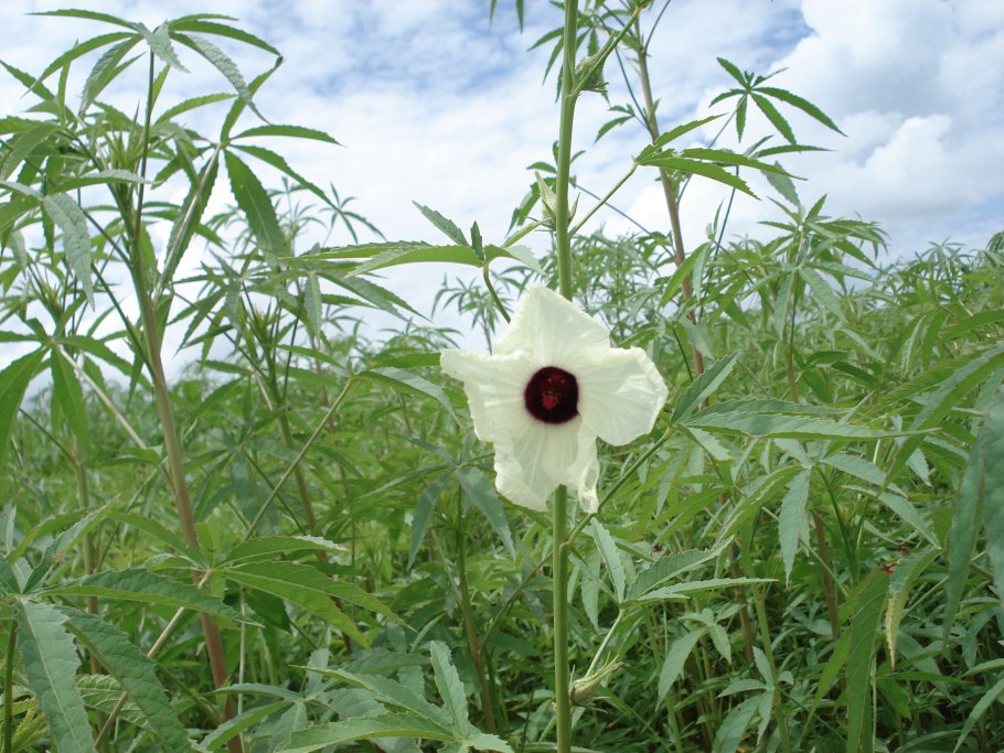 Конопля посевная (сорная) – Cannabis Sativa (l.).