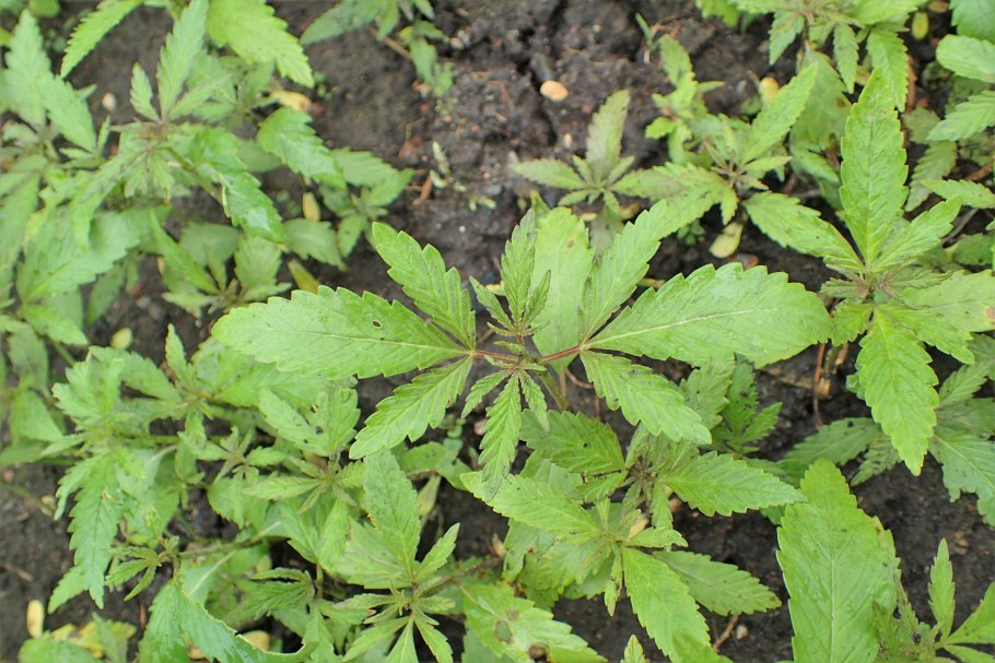 Hibiscus cannabinus Ўзбекистон 2268 нави