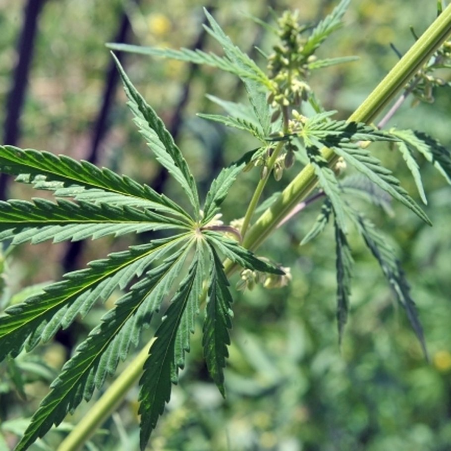 Конопля Посконь