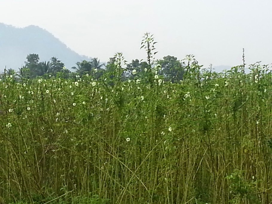 Узбекский кенаф это