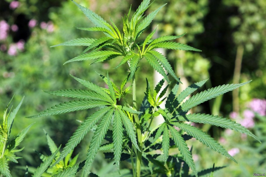 Конопля (растение рода Cannabis)
