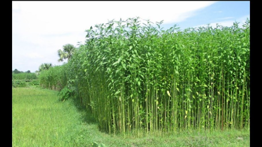 Кенаф гибискус