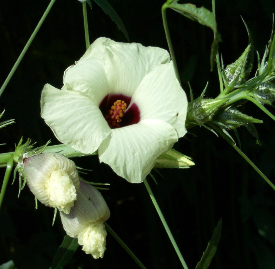 Hibiscus cannabinus