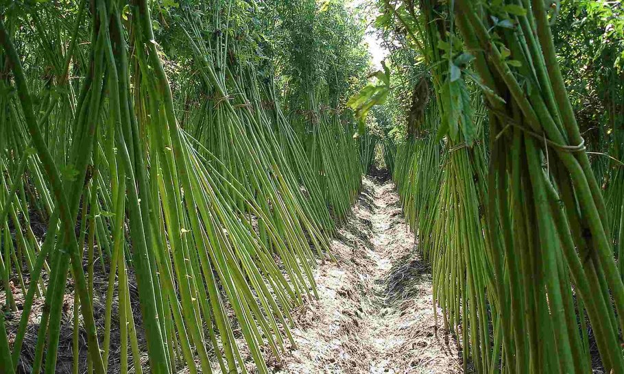 Гибискус сабдариффа