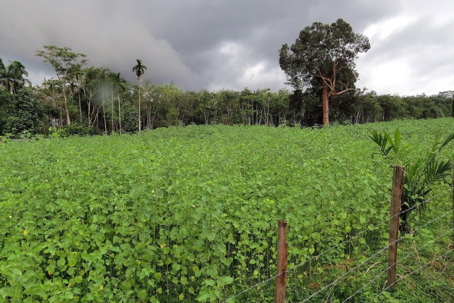 Канабис поле