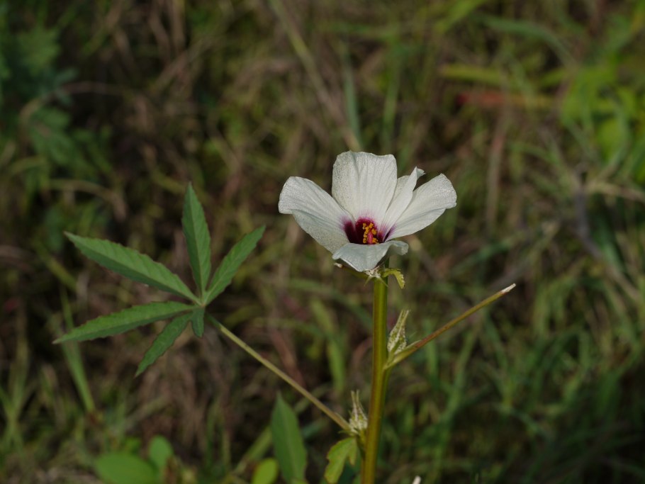 Hibiscus cannabinus