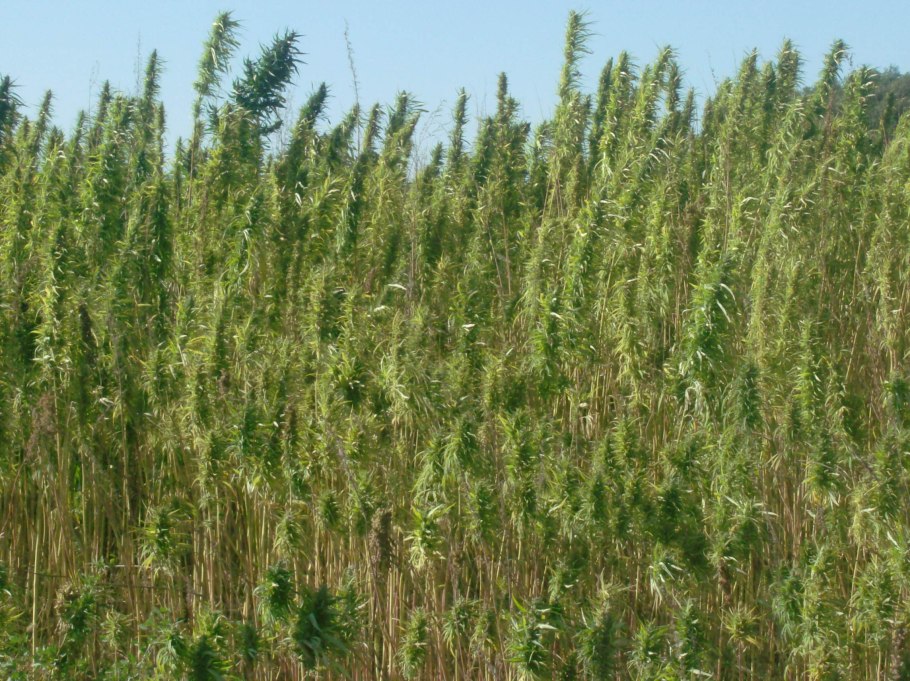 Лён и конопля это одно и тоже растение